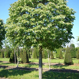    
         Tilia cordata Green Globe